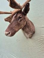 Cerf du Thorold ou Cerf à Museau blanc - Support mural pour, Verzamelen, Dierenverzamelingen, Nieuw