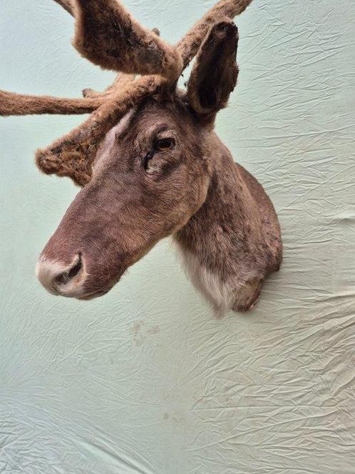 Cerf du Thorold ou Cerf à Museau blanc - Support mural pour, Verzamelen, Dierenverzamelingen