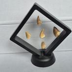 Dinosaurus Tand - Mosasaurus - 11 cm - 5 cm - 11 cm - (5), Verzamelen, Dierenverzamelingen, Nieuw