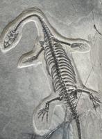 Reptile - Squelette fossile - Keichousaurus