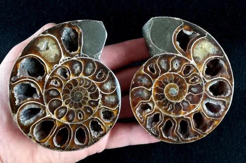 Ammoniet - Gefossiliseerd dier - Puzosia quenstedti (Parona, Verzamelen, Mineralen en Fossielen