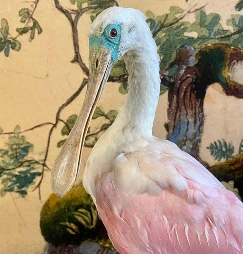Roseate Spoonbill Taxidermie volledige montage - Platalea, Verzamelen, Dierenverzamelingen