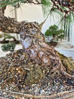 Bonsai van Black Pine Tunbergii - Verzamelstuk - Hoogte