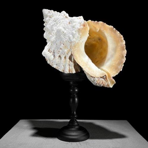 Conch Shell op een aangepaste standaard Zeeschelp -, Antiek en Kunst, Kunst | Designobjecten