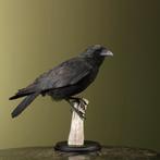 Kraai Taxidermie Opgezette Dieren By Max, Verzamelen, Dierenverzamelingen, Ophalen of Verzenden, Nieuw, Vogel, Opgezet dier