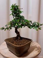 Bonsaï Orme de Chine (Ulmus parviflora) - Hauteur (arbre) :