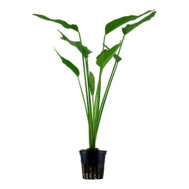 Echinodorus palifolius - pot, Dieren en Toebehoren, Vissen | Aquaria en Toebehoren, Nieuw, Verzenden