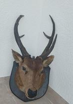 Sikahert Taxidermie hoofdmontage - Cervus nippon - 80 cm -