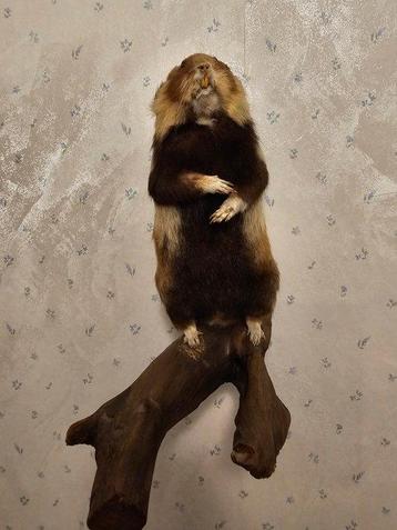 Feldhamster Support de corps entier pour taxidermie - beschikbaar voor biedingen