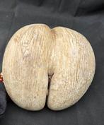 . - Diorama - Grande noix de coco de mer avec ses graines à
