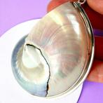 Prachtige parelmoeren Nautilus-schelp - Exclusieve grote, Verzamelen, Mineralen en Fossielen