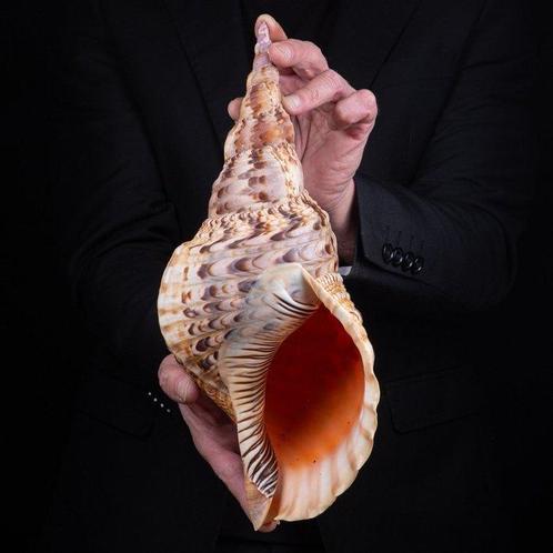 Meilleure qualité - Taille extra large - Trompette de Triton, Verzamelen, Dierenverzamelingen