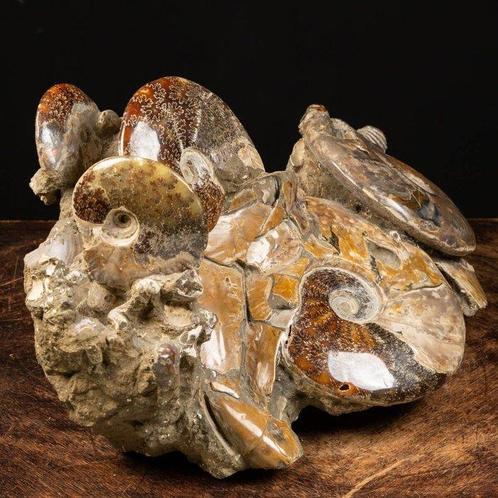 Buitengewoon agglomeraat van ammonieten - Fossiel fragment -, Verzamelen, Dierenverzamelingen