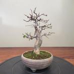 Pseudocydonia sinensis - Hauteur (arbre) : 25 cm -