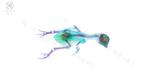Chrysolophus Carapace - Chrysolophus pictus - 18 cm - 4.5 cm, Nieuw