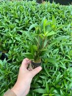 Hygrophila Angustifolia (Aquariumplanten), Dieren en Toebehoren, Verzenden, Nieuw, Plant(en), Steen of Hout