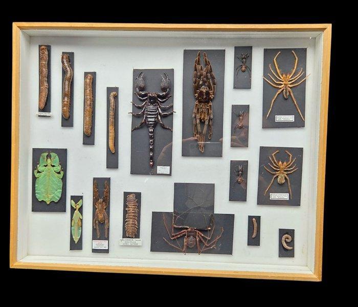 Monsters of the world -scorpion-spider-leaf stick, Verzamelen, Dierenverzamelingen