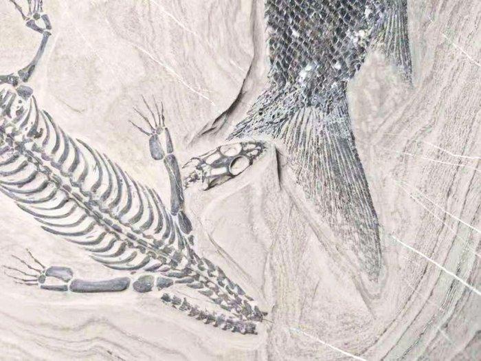Gefossiliseerd dier - Keichousaurus hui and fish - 33 cm -, Verzamelen, Mineralen en Fossielen