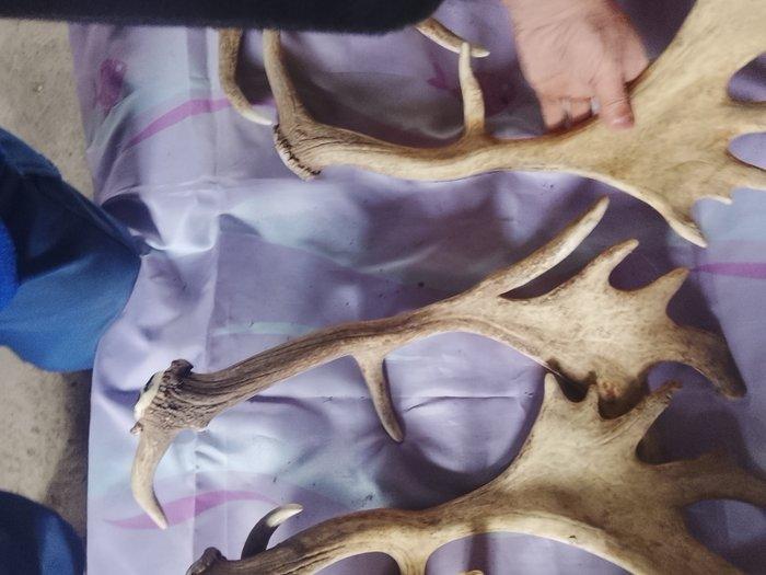 Cerf Cornes - daim Dama dama - 0 cm - 0 cm - 0 cm- Espèces, Antiek en Kunst, Curiosa en Brocante