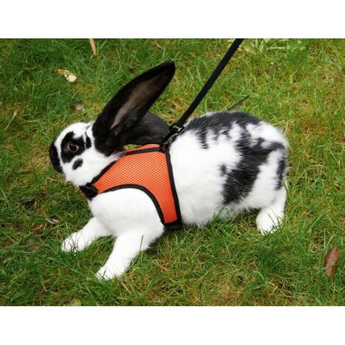 Harnais pour cochon dinde sport, 120 cm - kerbl, Dieren en Toebehoren, Knaagdieren en Konijnen | Toebehoren