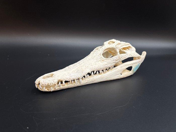 Nijlkrokodil Schedel - Crocodylus niloticus - 6 cm - 9 cm -, Antiek en Kunst, Curiosa en Brocante