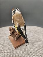 Major Putter Taxidermie volledige montage - carduelis, Nieuw