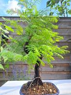 Bonsaï metasequoia dans un pot de bonsaï. - Hauteur (arbre), Antiek en Kunst