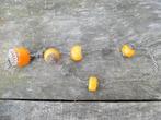 Amber - Halsketting, Verzamelen, Dierenverzamelingen, Nieuw