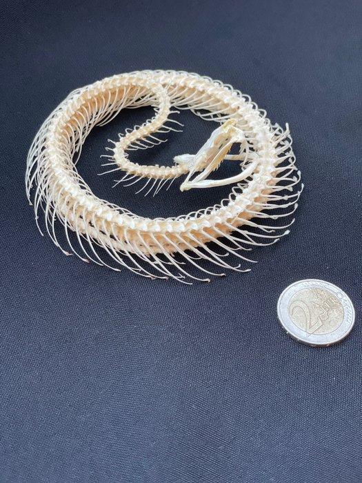 White-lipped Pit Viper Articulated Taxidermie volledige, Collections, Collections Animaux