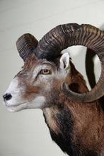 Large Mouflon head-mount Taxidermie wandmontage - Ovis a., Verzamelen, Dierenverzamelingen, Nieuw