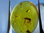 Ambre - Ambre - Gryllidae, Burmese Amber, Insect Amber,023, Verzamelen