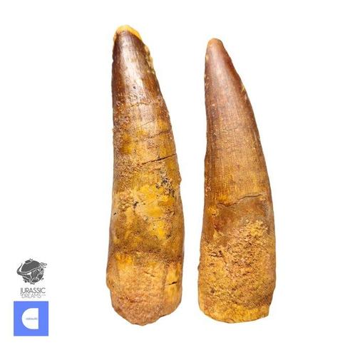 Set van 2 grote Spinosaurus-dinosaurustanden - Boven-Krijt, Verzamelen, Mineralen en Fossielen