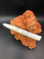 Belemniet - Gefossiliseerd dier - Opalized Belemnite from
