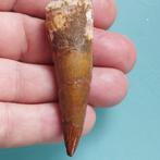 Dinosaurus - Fossiele tand - Spinosaurus aegyptiacus - 72 mm, Verzamelen