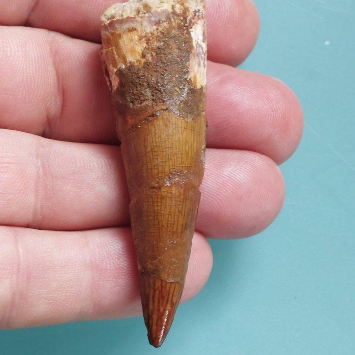 Dinosaurus - Fossiele tand - Spinosaurus aegyptiacus - 72 mm, Verzamelen, Mineralen en Fossielen