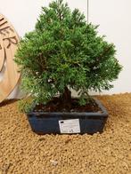 Jeneverbes bonsai (Juniperus) - Hoogte (boom): 26 cm -