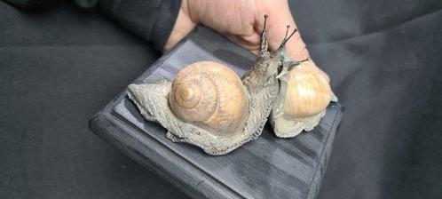 . - Diorama - 2 Escargot terrestre - véritable coquille -, Verzamelen, Dierenverzamelingen