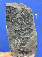 30 prachtige Carbonaat plantfossielen (verzameling) -, Verzamelen