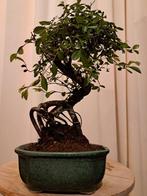 Chinese iep bonsai (Ulmus parviflora) - Hoogte (boom): 25 cm
