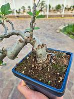 Bonsai of Apple - Verzamelstuk - Hoogte (boom): 20 cm -