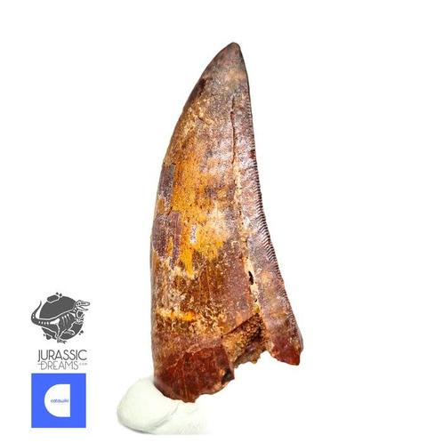 Dinosaurus - Fossiele tand - Nicely Preserved, Verzamelen, Mineralen en Fossielen