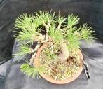 Bonsaï Pin (Pinus) - Hauteur (arbre) : 25 cm - Profondeur