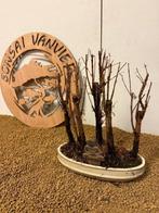 Kustmammoetboom bonsai (Sequoia) - Hoogte (boom): 28 cm -