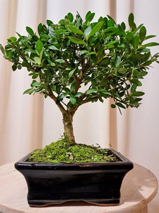 ilex bonsai (japanse hulst) - Hoogte (boom): 21 cm - Diepte, Antiek en Kunst, Curiosa en Brocante