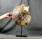 Extreem opzichtig Krijt- ammoniet op standaard -, Verzamelen, Mineralen en Fossielen