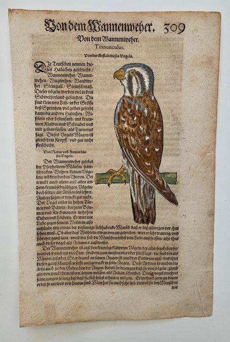 Conrad Gesner - Vogelbuch - 1598, Antiek en Kunst, Antiek | Boeken en Manuscripten
