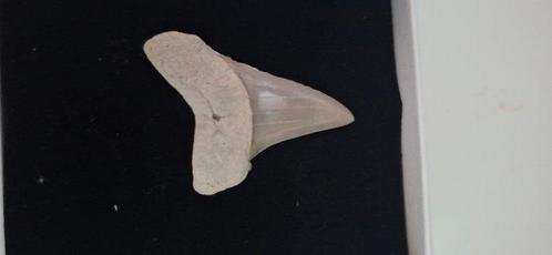 Haai - Fossiele tand - Tigerhai - 6 cm (Zonder Minimumprijs), Verzamelen, Mineralen en Fossielen