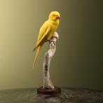Parkiet Taxidermie Opgezette Dieren By Max, Ophalen of Verzenden, Nieuw, Vogel, Opgezet dier