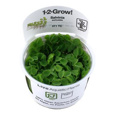 Tropica Salvinia Minima (auriculata) 1-2-grow! (easy), Dieren en Toebehoren, Vissen | Aquaria en Toebehoren, Nieuw, Verzenden