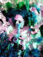 Inna Etuvgi alias My Psychedelic Garden - Surreal Lichens